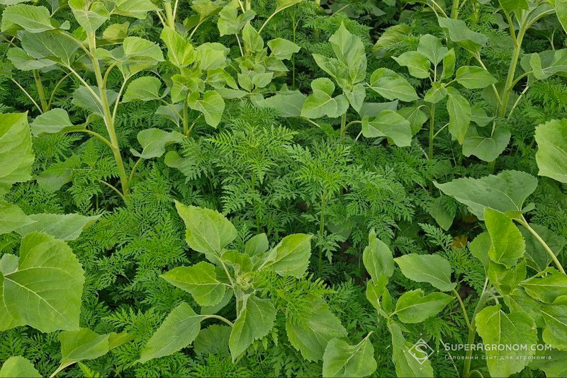 Забур'яненість посіву соняшнику амброзією